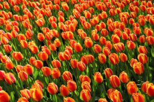 Praca Holandia - pole czerwonych tulipanów