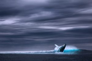 Niebieski wieloryb był i jest w tym roku nośną historią na wielu kontynentach. Źródło: Pixabay.com.