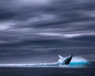 Niebieski wieloryb – przerażająca historia czy mit?